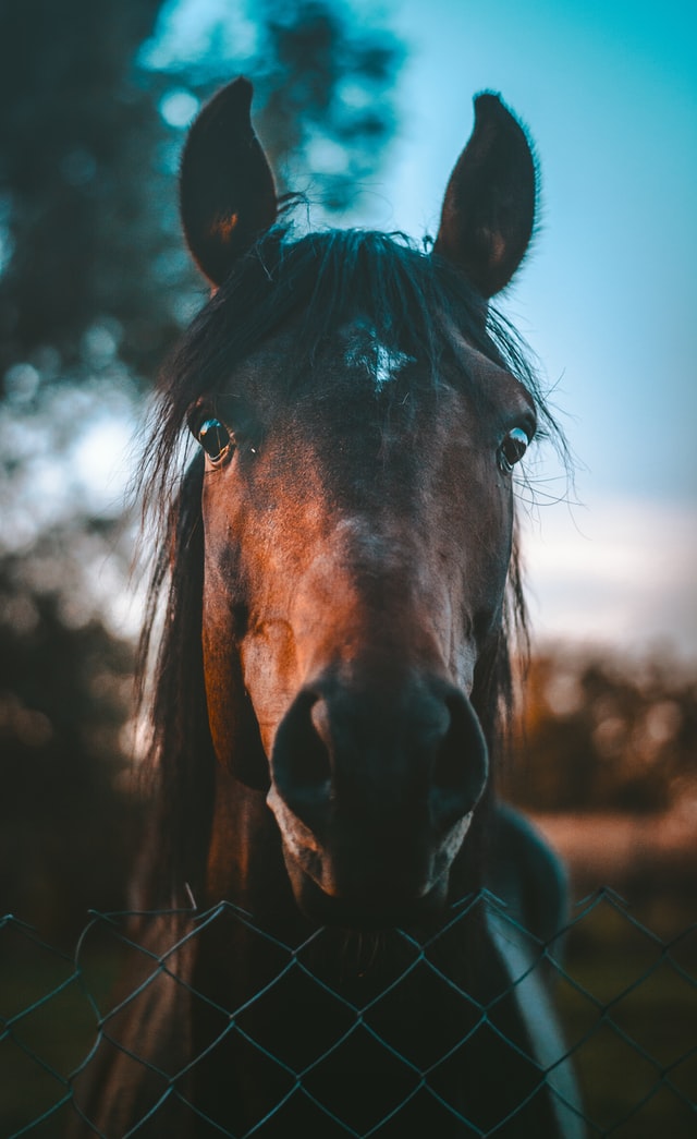 marko-blazevic-SV9mJSY240I-unsplash Equi By Beccs - Skånse bästa häst terapeut och hästmassör.