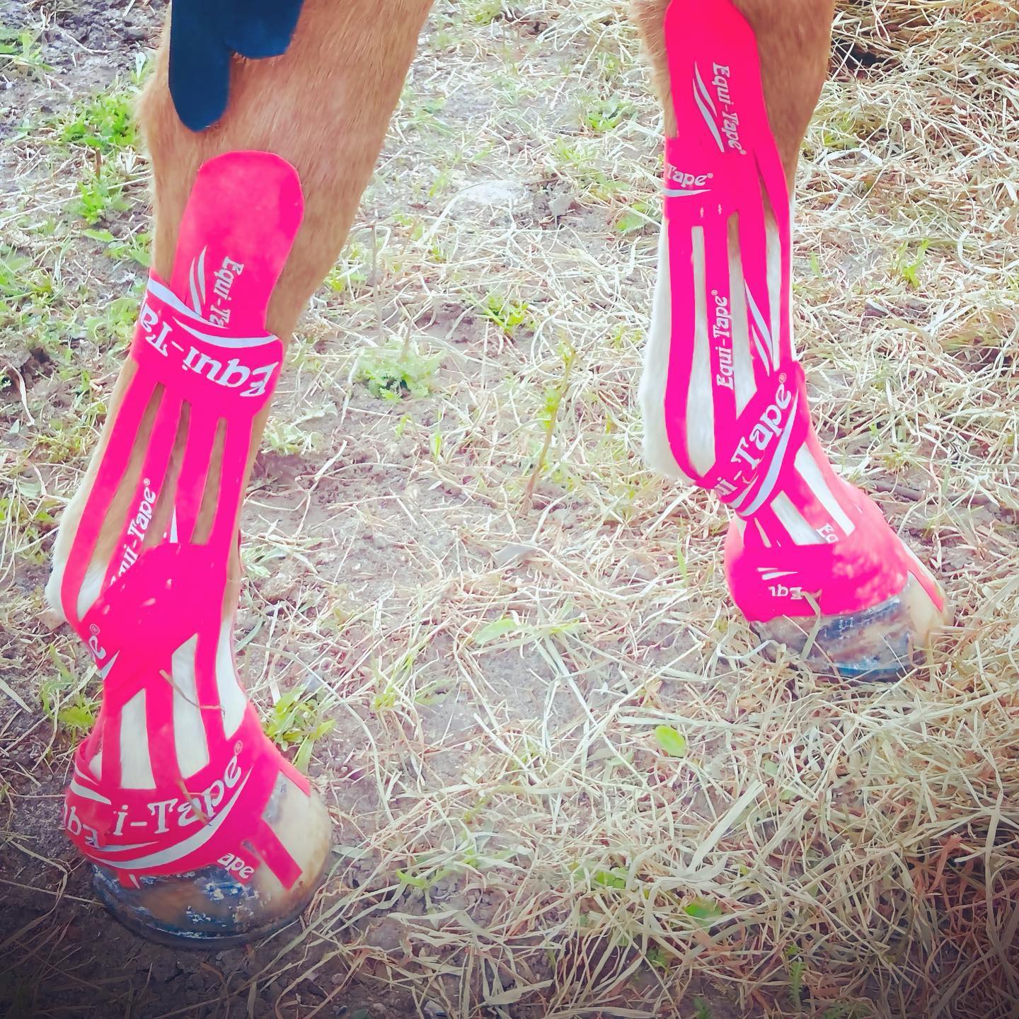 Kinesiotape and horsemassaga as part of horse and Equi therapy woth licensed horse and equi therapist