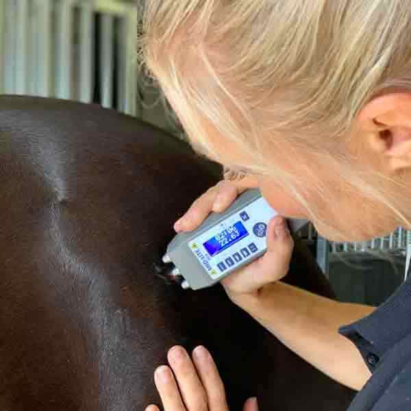laser therapy by Certified Equine Therapy - Horse massage in Falsterbo Malmo and Trelleborg - Höllviken